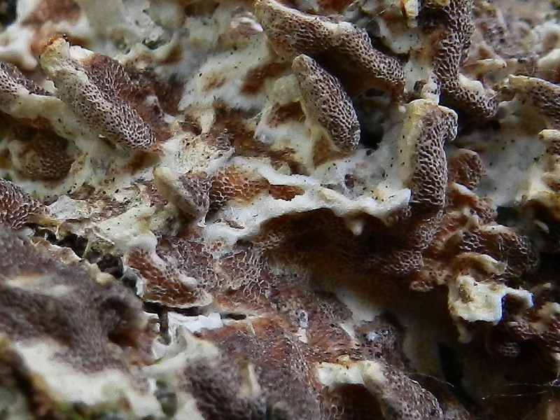 Quinto del 1� maggio (Gloeoporus dichrous)